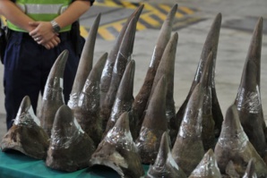 Afrique du Sud: saisie de cornes de rhinocéros d'une valeur de 6 millions d'euros Afrique du Sud: saisie de cornes de rhinocéros d'une valeur de 6 millions d'euros
