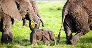 Le nombre d'éléphants a doublé en 30 ans au Kenya