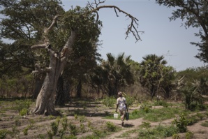 Le Sénégal lance un projet de forêts nourricières et médicinales Le Sénégal lance un projet de forêts nourricières et médicinales