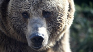 Italie : un ours agresse un militaire