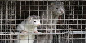 Coronavirus : Le Danemark entame l'abattage de centaines de milliers de visons Coronavirus : Le Danemark entame l'abattage de centaines de milliers de visons