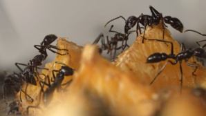 Des fourmis adaptent leur comportement pour contourner un risque Des fourmis adaptent leur comportement pour contourner un risque