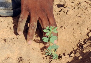 Afrique : plus d’arbres que prévu au Sahara et au Sahel, selon une étude