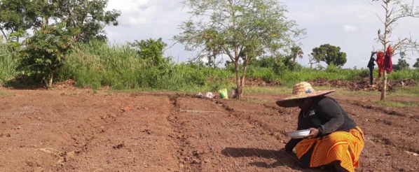 Au Ghana, une productrice transforme une forêt dégradée en champ de maïs prospère