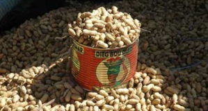 Arachide : le prix au producteur fixé à 250 francs CFA le kilo Arachide : le prix au producteur fixé à 250 francs CFA le kilo