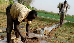 La Banque mondiale alloue 60 millions de dollars pour renforcer la résilience de l’agriculture en Afrique (communiqué)