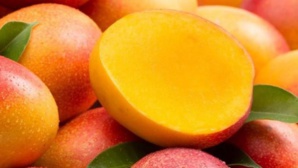 Sénégal : les exportations de mangues ont chuté à 13 000 tonnes en 2020