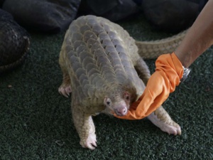 Trafic de pangolins avec le Nigeria: lourdes peines en Chine pour les trafiquants