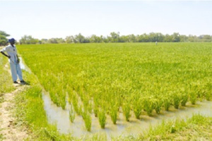 37 milliards de FCFA pour la production de riz dans la vallée du Fleuve
