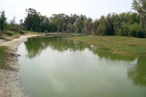 La forêt classée de Mbao, une vocation horticole qui monte en puissance (reportage APS) La forêt classée de Mbao, une vocation horticole qui monte en puissance (reportage APS)