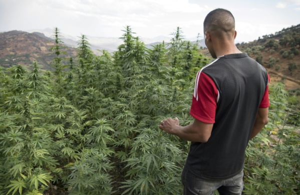 Gros producteur de haschich, le Maroc veut passer au cannabis thérapeutique