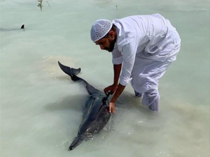 Des dizaines de dauphins sauvés au large de l’Arabie saoudite Des dizaines de dauphins sauvés au large de l’Arabie saoudite