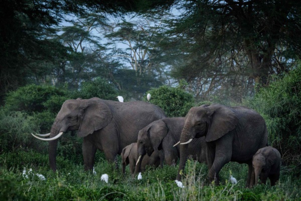 L'éléphant d'Afrique désormais en danger d'extinction, selon l'UICN