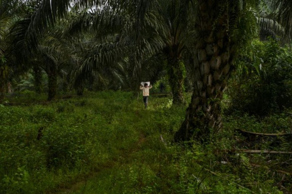 Sous les tropiques, l’appétit des pays riches accélère la déforestation Sous les tropiques, l’appétit des pays riches accélère la déforestation