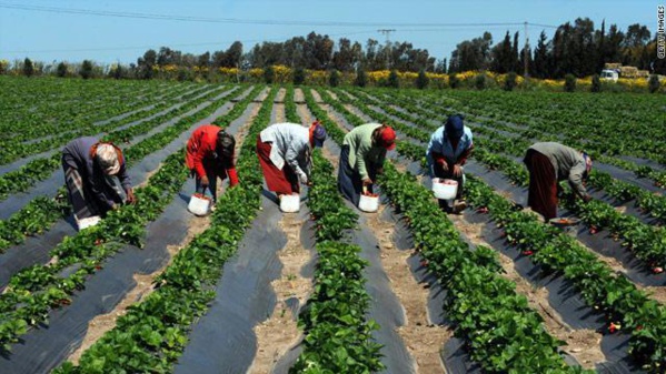 Une plateforme de conseils agricoles mise en place au profit de 84.000 producteurs sénégalais