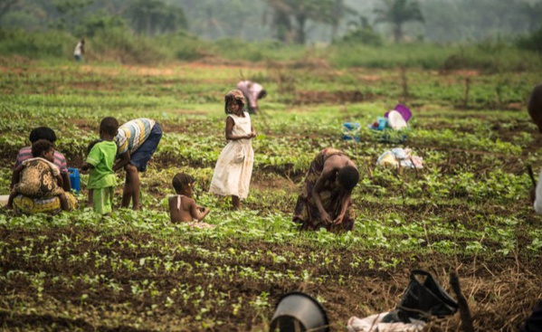 L’ONU lance une chasse aux startups et aux entreprises qui changent l'image des systèmes alimentaires (communiqué) L’ONU lance une chasse aux startups et aux entreprises qui changent l'image des systèmes alimentaires (communiqué)