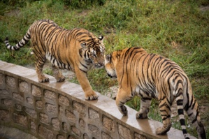 CHINE : Deux tigres abattus dans un zoo après avoir tué un gardien CHINE : Deux tigres abattus dans un zoo après avoir tué un gardien