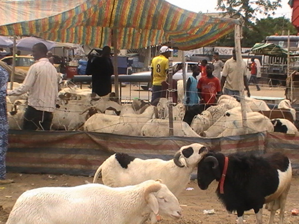 TABASKI 2021: Liste des points de vente de moutons autorisés dans la région de Dakar