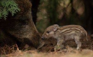 ITALIE: la vente de sangliers d’une résidence du président fait polémique