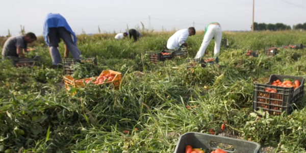 ITALIE - Exploités, battus, drogués : le calvaire sans fin des ouvriers agricoles étrangers ITALIE - Exploités, battus, drogués : le calvaire sans fin des ouvriers agricoles étrangers