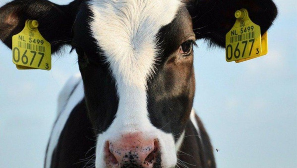 «Sauver la vache courageuse» : Vague de soutien à un taureau refusant d’aller à l’abattoir