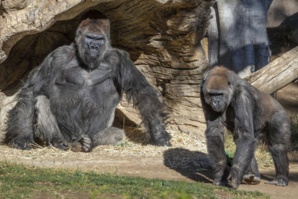 Illustration (Zoo d'Atlanta)