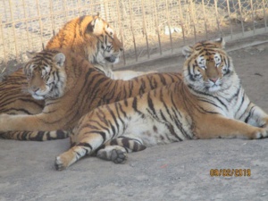 « La construction du parc national du tigre de Sibérie et du léopard de l’Amour a porté ses fruits » (LQP)