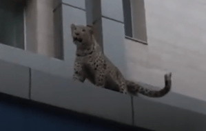 En Iran, un léopard tué après avoir attaqué un policier