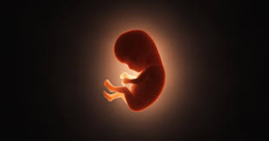 Embarras au New York Times face au mot foetus, solution du jour sur Wordle Embarras au New York Times face au mot foetus, solution du jour sur Wordle