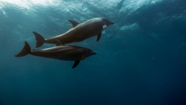 Les dauphins reconnaissent leurs amis grâce au goût de leur urine Les dauphins reconnaissent leurs amis grâce au goût de leur urine
