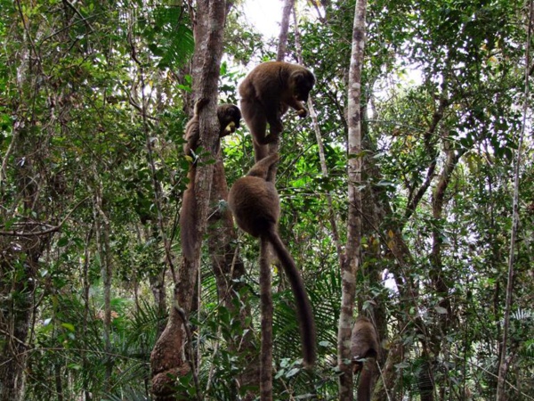 Madagascar : la valeur économique des aires protégées estimée à 500 millions de dollars Madagascar : la valeur économique des aires protégées estimée à 500 millions de dollars