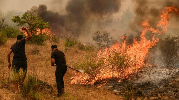 Algérie - 26 personnes périssent dans des incendies de forêt Algérie - 26 personnes périssent dans des incendies de forêt