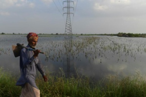 Inondations au Pakistan: les agriculteurs "revenus 50 ans en arrière" Inondations au Pakistan: les agriculteurs "revenus 50 ans en arrière"