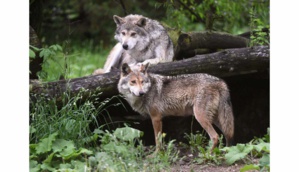 Dans le massif du Vercors, on hurle avec les loups pour les débusquer Dans le massif du Vercors, on hurle avec les loups pour les débusquer