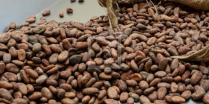 Madagascar : 15.000 tonnes de cacao exportées pour 17 milliards FCFA de revenus en 2021 Madagascar : 15.000 tonnes de cacao exportées pour 17 milliards FCFA de revenus en 2021