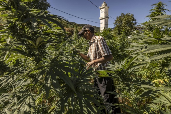 Dans le Rif marocain, la production de cannabis médical attendue comme un remède Dans le Rif marocain, la production de cannabis médical attendue comme un remède