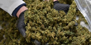 Biden efface toutes les condamnations fédérales pour simple détention de cannabis Biden efface toutes les condamnations fédérales pour simple détention de cannabis