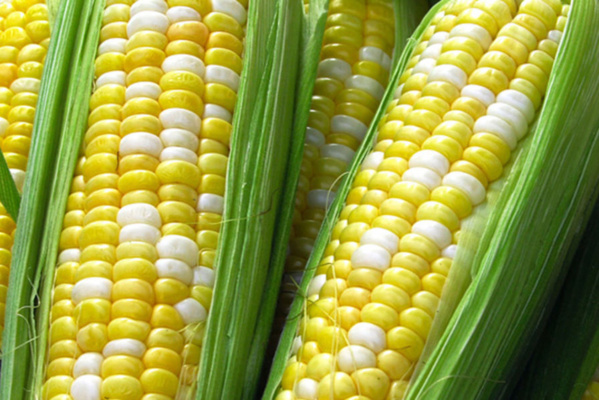 Autorisation des OGM au Sénégal : menace sur l’agriculture ouest-africaine Autorisation des OGM au Sénégal : menace sur l’agriculture ouest-africaine