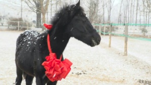 En Chine, un cheval cloné ouvre un nouvel avenir pour les sports équestres