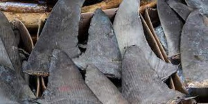 Brésil - Saisie record de plus de 28 tonnes d’ailerons de requins Brésil - Saisie record de plus de 28 tonnes d’ailerons de requins