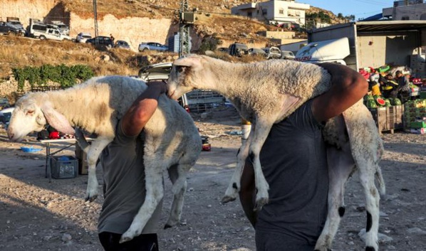 Le pouvoir d'achat des Tunisiens à l'épreuve du mouton de l'Aïd Le pouvoir d'achat des Tunisiens à l'épreuve du mouton de l'Aïd
