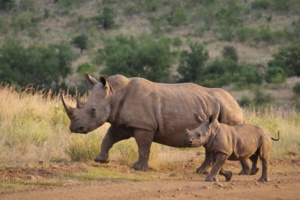 Afrique du Sud - Le plus grand élevage mondial de rhinocéros sauvé par une ONG Afrique du Sud - Le plus grand élevage mondial de rhinocéros sauvé par une ONG
