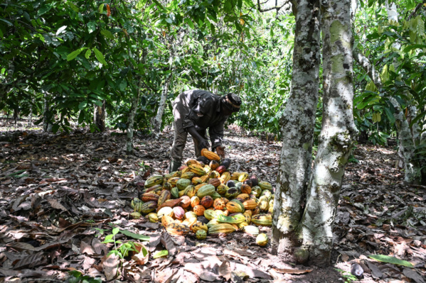 Côte d'Ivoire: des craintes pour la récolte de cacao après de trop fortes pluies Côte d'Ivoire: des craintes pour la récolte de cacao après de trop fortes pluies
