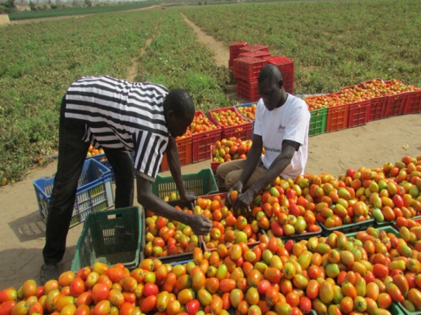 La production de fruits et légumes a augmenté de près de 700 tonnes entre 2012 et 2023 La production de fruits et légumes a augmenté de près de 700 tonnes entre 2012 et 2023