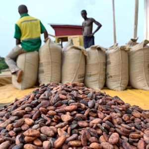 Le Ghana augmente le prix du cacao de 50 % pour soutenir les producteurs et lutter contre la contrebande Le Ghana augmente le prix du cacao de 50 % pour soutenir les producteurs et lutter contre la contrebande