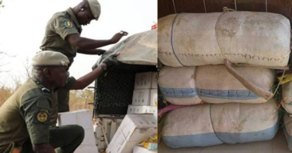 1137 kg de cocaïne : A Kidira, la Douane célèbre « la plus importante saisie par voie terrestre au Sénégal »