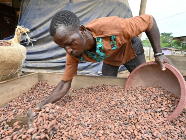 Côte d’Ivoire : le prix du cacao fixé par les autorités atteint un niveau record Côte d’Ivoire : le prix du cacao fixé par les autorités atteint un niveau record