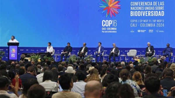 La COP16 biodiversité échoue à Cali sur la finance Nord-Sud La COP16 biodiversité échoue à Cali sur la finance Nord-Sud