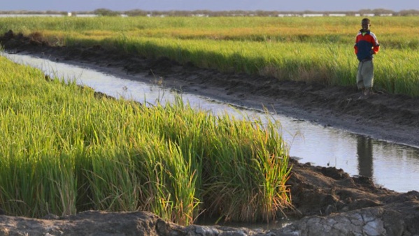 Illustration Illustration