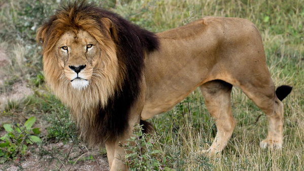 Au Kenya, un lion tue une écolière de 14 ans, traque pour capturer le fauve Au Kenya, un lion tue une écolière de 14 ans, traque pour capturer le fauve